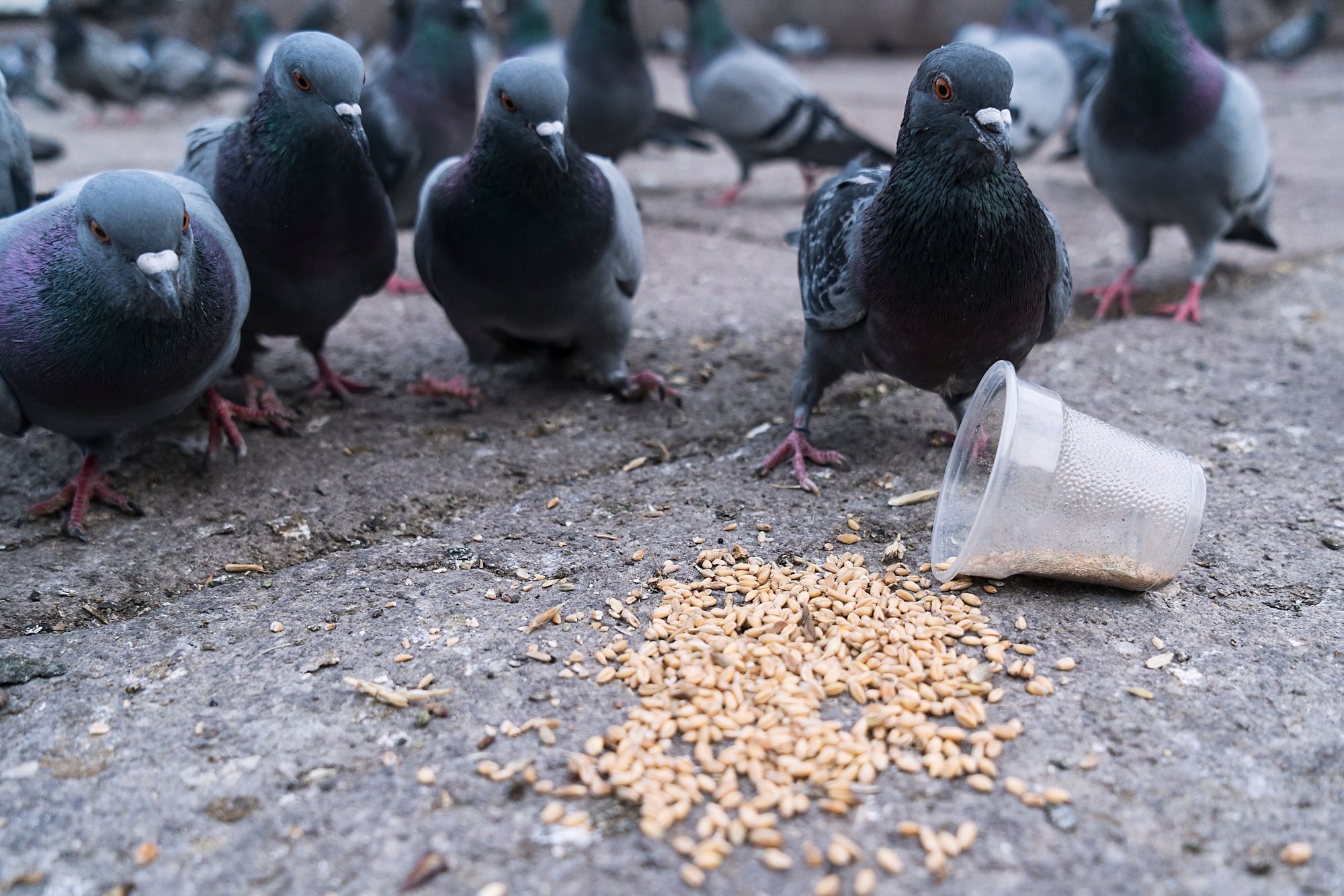 Besoin d’une intervention pour du nettoyage de fientes de pigeons