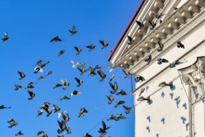 Protection des bâtiments publics contre les excréments d’oiseaux
