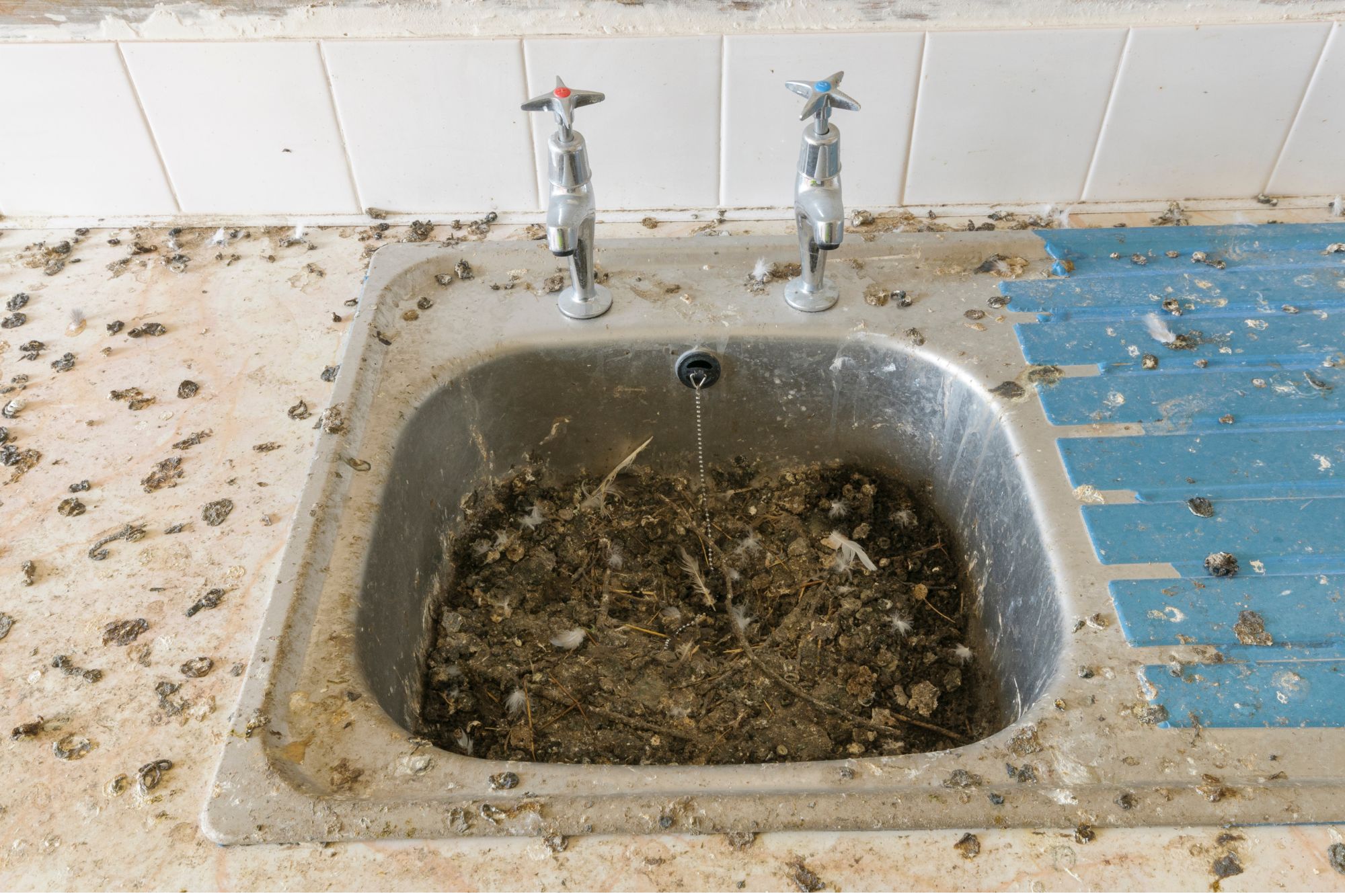 Débarras excréments oiseau