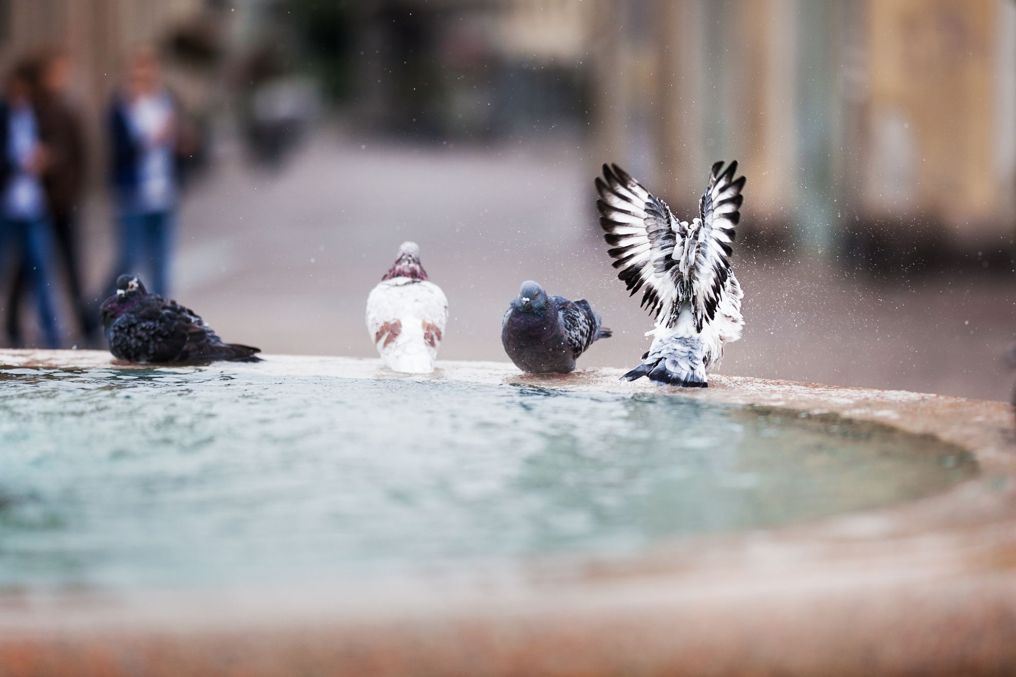 Pose de piège anti-pigeon