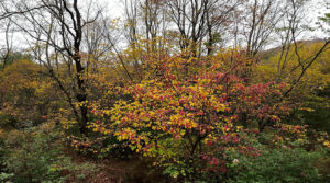 service professionnel de nettoyage des fientes de pigeons à bègles (33130). intervention rapide et devis gratuit au +33 6 07 58 08 82.
