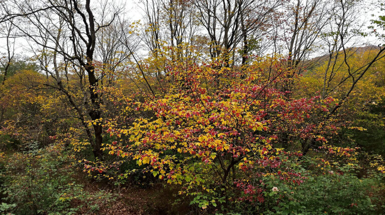 service professionnel de nettoyage des fientes de pigeons à bègles (33130). intervention rapide et devis gratuit au +33 6 07 58 08 82.