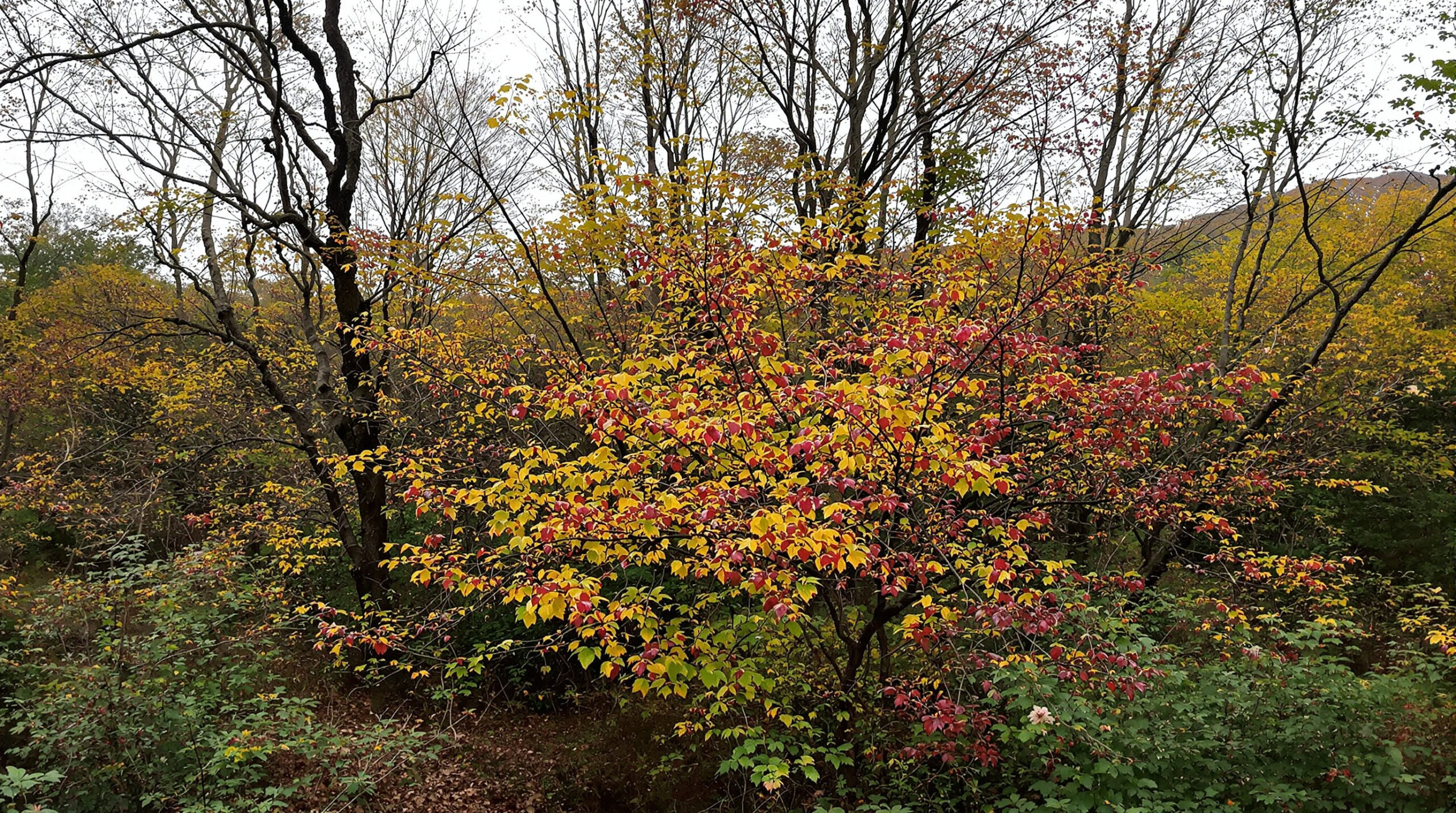 service professionnel de nettoyage des fientes de pigeons à bègles (33130). intervention rapide et devis gratuit au +33 6 07 58 08 82.