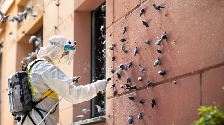 service professionnel de nettoyage des fientes de pigeons à bruz (35170). intervention rapide et devis gratuit. contactez-nous au 06.07.58.08.82 pour un environnement propre et sain.