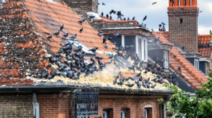 service professionnel de nettoyage des fientes de pigeons à illzach 68110. intervention rapide et devis gratuit au 06.07.58.08.82.