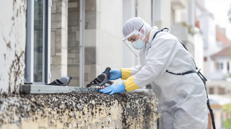 service professionnel de nettoyage des fientes de pigeons à la motte servolex (73290). obtenez un devis gratuit dès maintenant au +33 6 07 58 08 82 pour un environnement propre et sain.