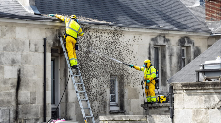 service professionnel de nettoyage des fientes de pigeons à lons-le-saunier (39000). intervention rapide et devis gratuit au 06.07.58.08.82.