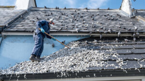 service professionnel de nettoyage des fientes de pigeons à lorient (56100). devis gratuit, contactez-nous au +33 6 07 58 08 82 pour un intervention rapide et efficace.