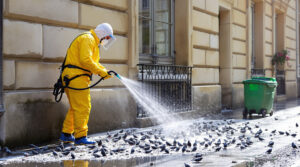 service professionnel de nettoyage des fientes de pigeons à vendôme 41100. intervention rapide et devis gratuit au 06.07.58.08.82 pour préserver la propreté et protéger votre bâtiment.
