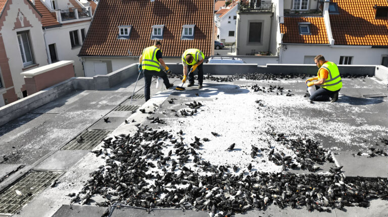 service professionnel de nettoyage des fientes de pigeons à woippy 57140. intervention rapide et devis personnalisé. contactez-nous au 06.07.58.08.82 pour un nettoyage efficace et sécurisé.