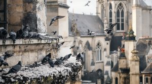 service professionnel de nettoyage des fientes de pigeons pour les paroisses, disponible partout en france. assurez la propreté et la protection de vos bâtiments religieux avec notre expertise.