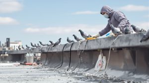 apprenez les meilleures méthodes pour vous débarrasser des pigeons avec des solutions efficaces de nettoyage et de protection de votre espace.