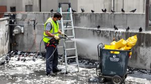 découvrez nos tarifs compétitifs pour le nettoyage des fientes de pigeons par une entreprise agréée, spécialisée dans l'entretien et la protection de vos bâtiments.