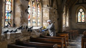 découvrez des méthodes efficaces et sécurisées pour nettoyer des fientes de pigeon dans une église, tout en préservant le patrimoine et l'hygiène du lieu sacré.