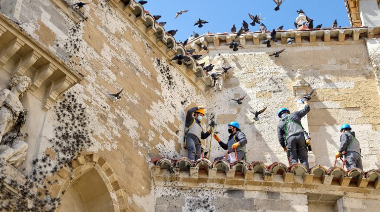 entreprise spécialisée dans le nettoyage des fientes de pigeons pour églises dans l'aude (11). service professionnel et efficace pour préserver la propreté et la sécurité de vos bâtiments religieux.