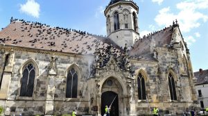 entreprise spécialisée dans le nettoyage des fientes de pigeons pour églises en aveyron (12), offrant des services efficaces et respectueux du patrimoine.