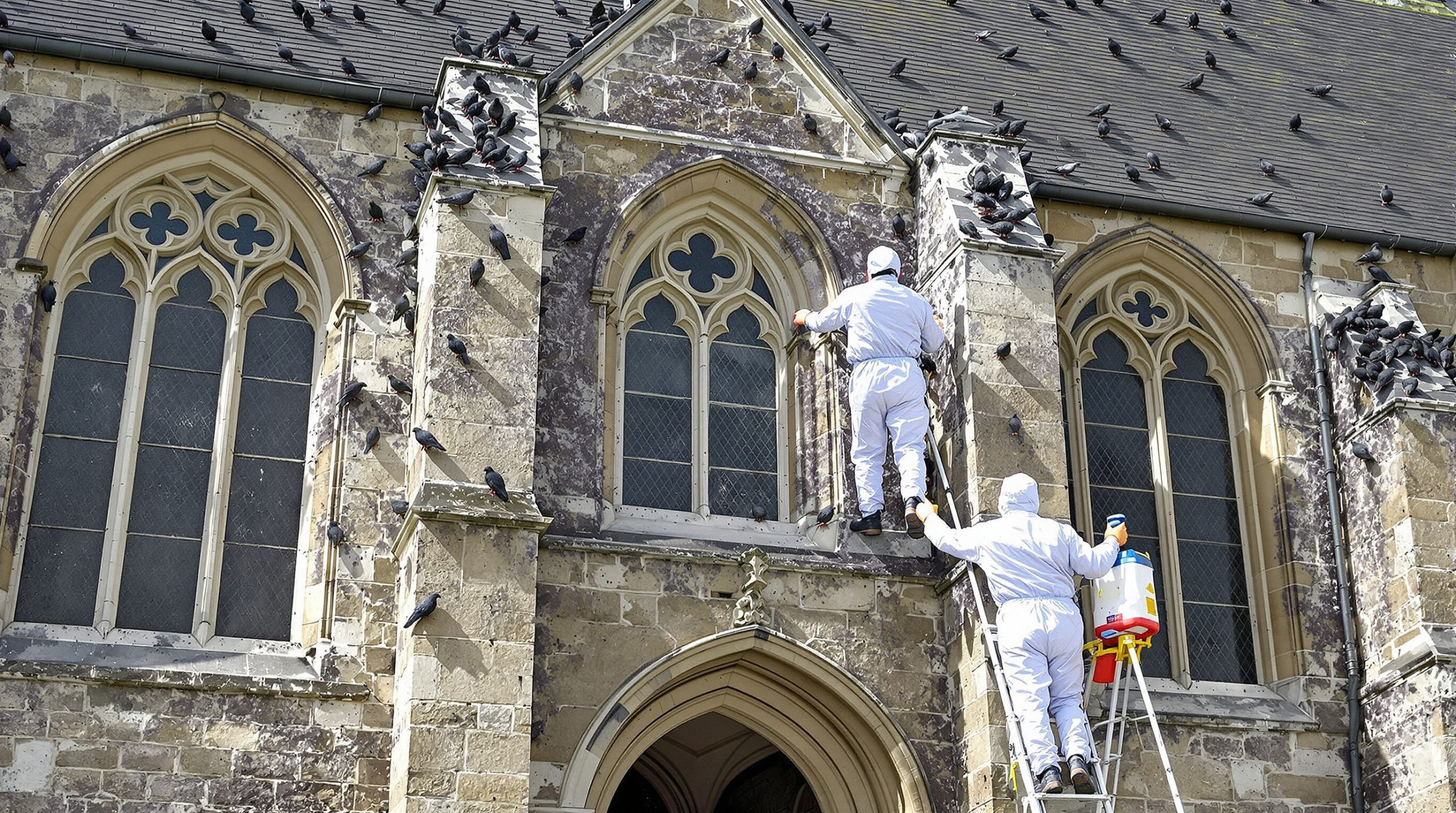 entreprise spécialisée dans le nettoyage des fientes de pigeons pour églises dans le calvados (14), offrant des services professionnels et efficaces pour préserver la propreté et la sécurité des bâtiments religieux.