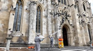 service professionnel de nettoyage des fientes de pigeons pour églises en charente (16). intervention rapide et efficace pour préserver vos bâtiments historiques.
