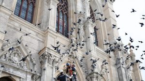 entreprise spécialisée dans le nettoyage des fientes de pigeons pour églises dans le cher (18). services professionnels et respectueux du patrimoine.