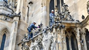 service professionnel de nettoyage des fientes de pigeons pour églises dans l'eure (27). protection et entretien efficaces pour préserver votre bâtiment.