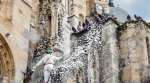 entreprise spécialisée dans le nettoyage des fientes de pigeons pour les églises à garonne (31). services professionnels et respectueux du patrimoine.