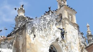 service professionnel de nettoyage des fientes de pigeons pour églises en haute garonne (32). nettoyage efficace et respectueux du patrimoine religieux.