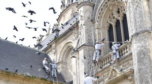 service professionnel de nettoyage des fientes de pigeons pour églises dans la loire (42). intervention rapide et efficace pour préserver la propreté et la sécurité de vos bâtiments religieux.