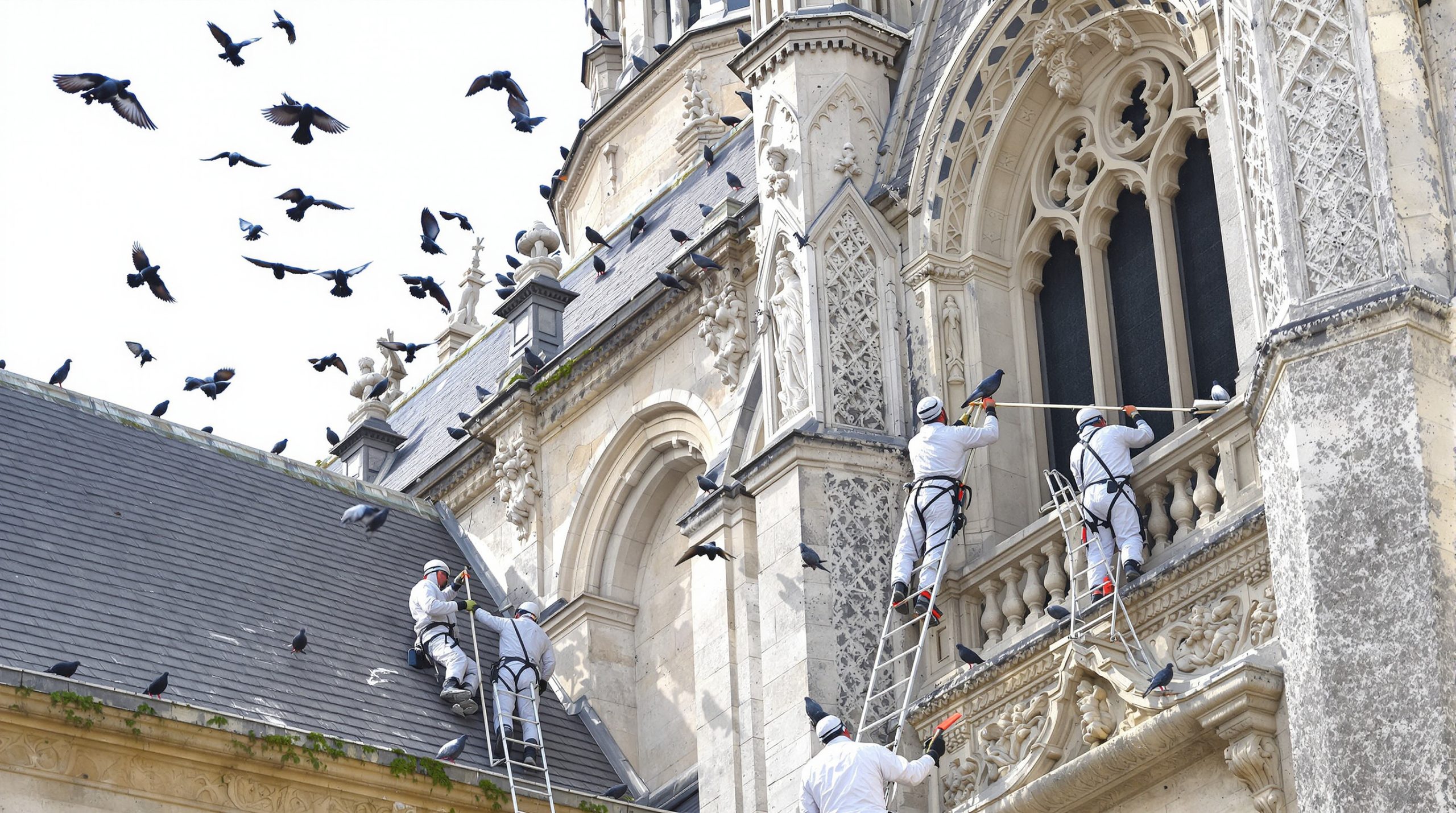service professionnel de nettoyage des fientes de pigeons pour églises dans la loire (42). intervention rapide et efficace pour préserver la propreté et la sécurité de vos bâtiments religieux.