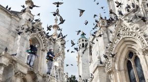 service professionnel de nettoyage des fientes de pigeons pour églises dans le loiret (45). intervention rapide et efficace pour préserver la propreté et le patrimoine.