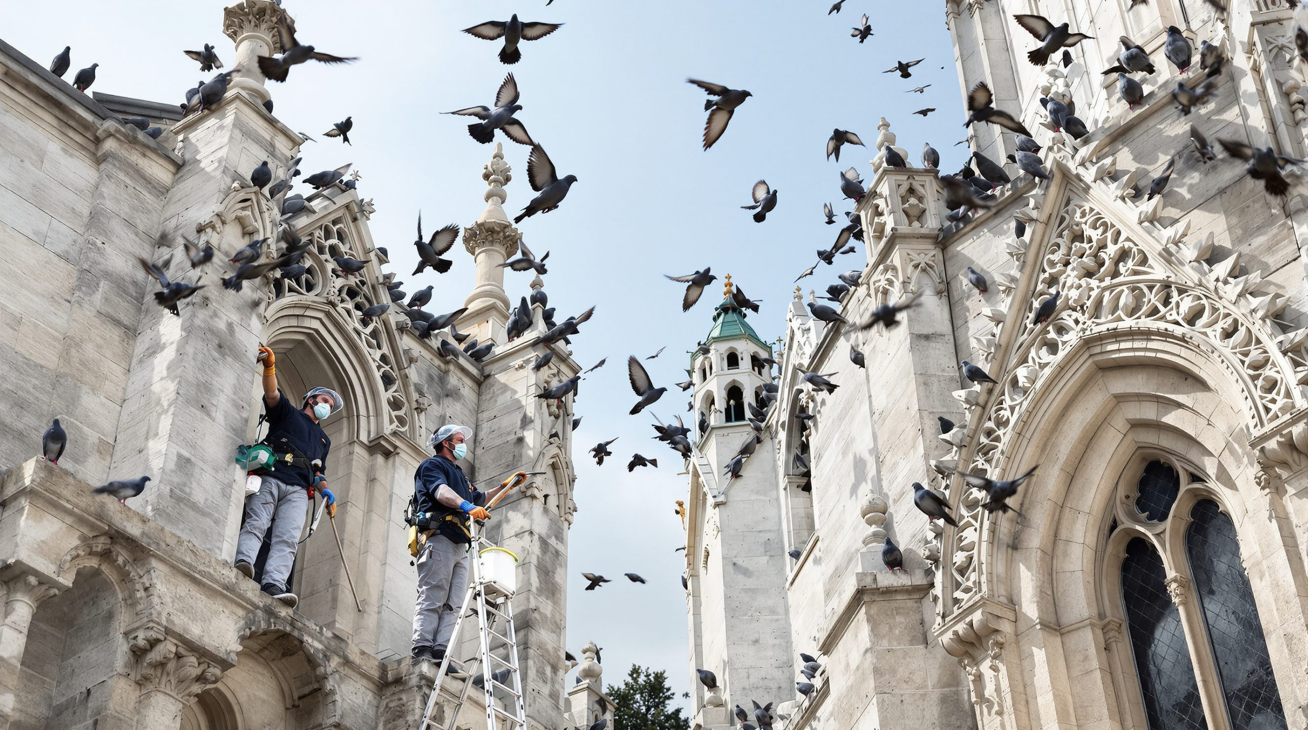 service professionnel de nettoyage des fientes de pigeons pour églises dans le loiret (45). intervention rapide et efficace pour préserver la propreté et le patrimoine.
