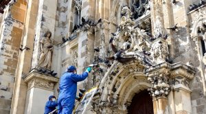 service professionnel de nettoyage des fientes de pigeons pour églises en meurthe et moselle (54). expertise et respect du patrimoine pour un lieu propre et sain.