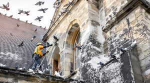 service professionnel de nettoyage des fientes de pigeons pour églises dans le morbihan (56). expertise, efficacité et respect du patrimoine religieux.