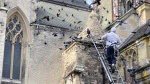 service professionnel de nettoyage des fientes de pigeons pour églises en moselle (57). élimination efficace, respectueuse des monuments et garantie de propreté.