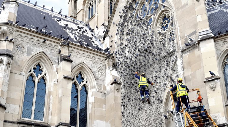 service professionnel de nettoyage des fientes de pigeons pour églises dans l'oise (60). expertise et efficacité pour préserver la propreté et la sécurité de vos bâtiments religieux.