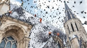 service professionnel de nettoyage et démolition des fientes de pigeons pour églises dans le territoire de belfort (90). intervention rapide et efficace pour préserver la propreté et la sécurité de vos bâtiments religieux.