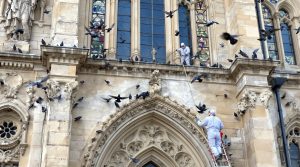 service professionnel de nettoyage des fientes de pigeons pour églises à vienne (86). solutions efficaces et respectueuses pour préserver la propreté et l'intégrité de votre bâtiment.