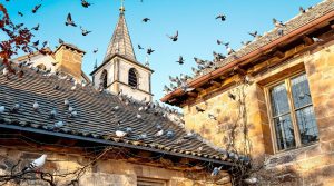pigeonetta - service de défientage pour l'église de village. contactez-nous au 06.07.58.08.82 pour un travail professionnel et soigné.