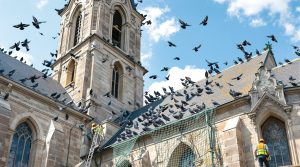 pigeonetta - service d'urgence de défientage pour église. contactez-nous au 06.07.58.08.82 pour une intervention rapide et professionnelle.