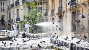 pigeonetta - service expert en nettoyage extrême des fientes de pigeons en france. contactez-nous au 06.07.58.08.82 pour un environnement propre et sain.