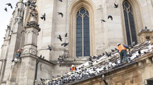 pigeonetta, expert national en nettoyage de fientes de pigeons dans les églises, offre des services efficaces et professionnels. contactez-nous au 06.07.58.08.82 pour une intervention rapide et fiable.