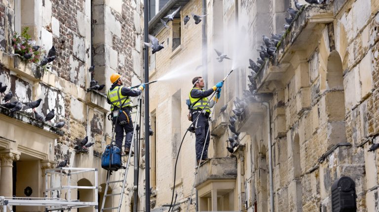 entreprise spécialisée en nettoyage haute pression pour éliminer efficacement les fientes de pigeons dans le calvados (14). service rapide et professionnel pour un environnement propre et sain.