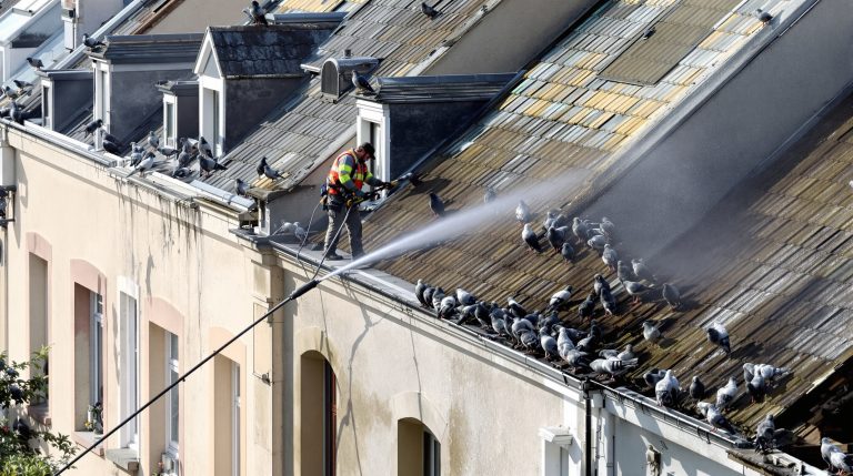 entreprise spécialisée en nettoyage haute pression pour éliminer efficacement les fientes de pigeons en haute vienne (87). service professionnel et rapide pour préserver la propreté de vos surfaces.