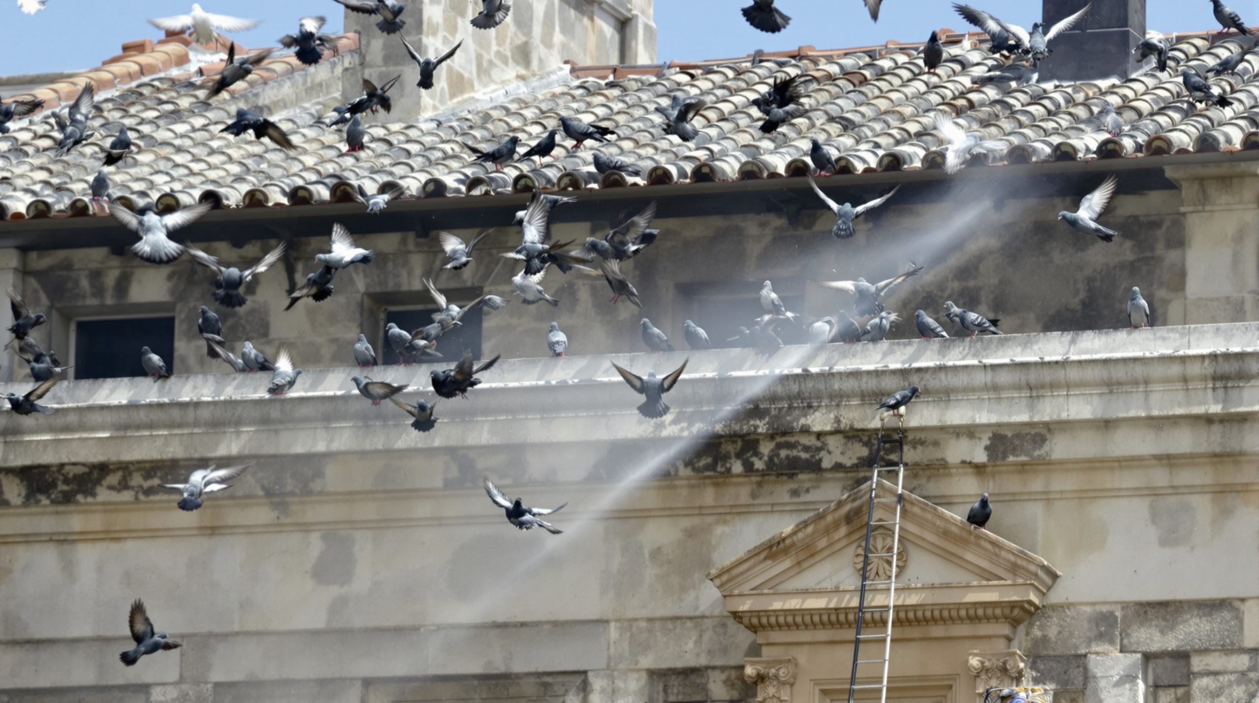 entreprise spécialisée en nettoyage haute pression pour éliminer efficacement les fientes de pigeons dans le lot et garonne (47). service professionnel et rapide pour préserver la propreté de vos locaux.