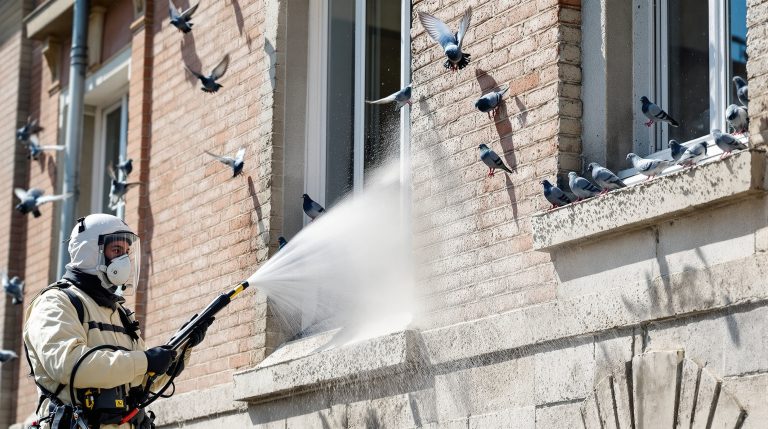 entreprise spécialisée en nettoyage haute pression pour éliminer efficacement les fientes de pigeons en marne (51). service rapide et professionnel pour protéger vos bâtiments.