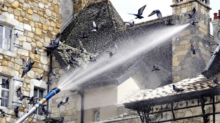 entreprise spécialisée en nettoyage haute pression pour éliminer les fientes de pigeons dans le puy de dôme (63). service efficace et professionnel pour préserver la propreté de vos bâtiments.