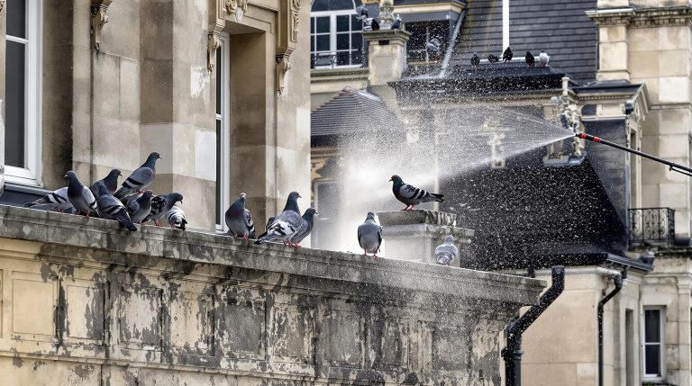 entreprise spécialisée en nettoyage haute pression pour éliminer les fientes de pigeons dans la somme (80). services efficaces et professionnels pour un environnement propre et sain.