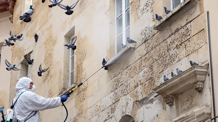 entreprise spécialisée dans le nettoyage haute pression pour éliminer les fientes de pigeons dans le tarn (81). service efficace et professionnel pour préserver la propreté et l'hygiène de vos surfaces.